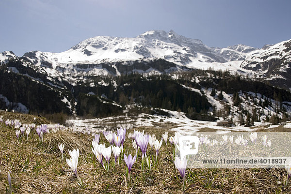 Sonnblick  3105m  und Krokus im Nationalpark Hohe Tauern  Salzburg  Österreich  Europa