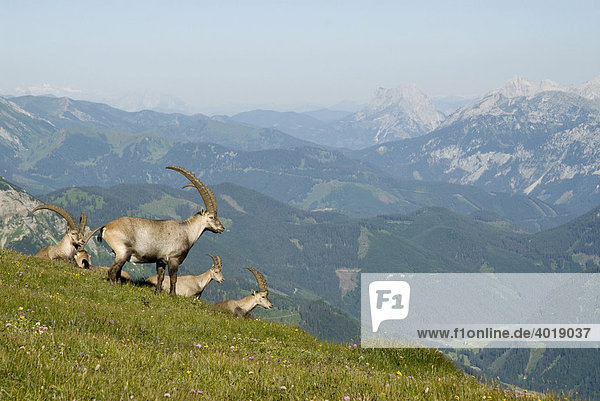Steinbock (Capra ibex)  Eisenerz  Steiermark  Österreich  Europa