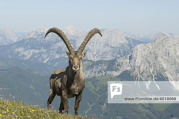 Steinbock (Capra ibex)  Eisenerz  Steiermark  Österreich  Europa