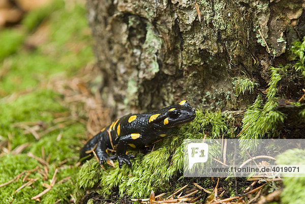 Feuersalamander (Salamandra salamandra)  Nationalpark Kalkalpen  Oberösterreich  Österreich  Europa