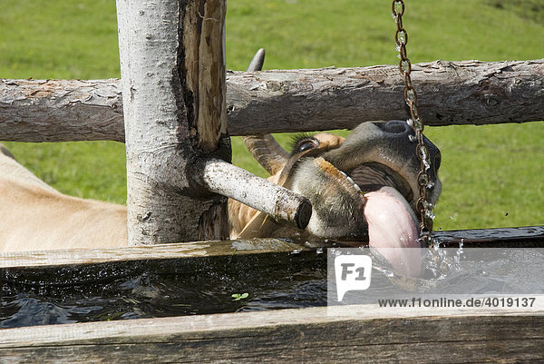 Kuh trinkt aus dem Brunnen  Nationalpark Kalkalpen  Oberösterreich  Österreich  Europa