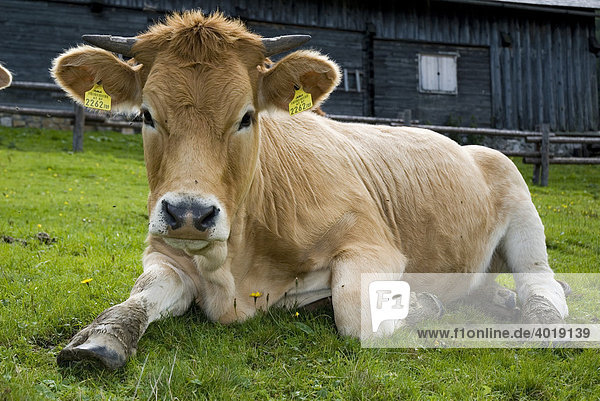 Kuh auf der Weide  Nationalpark Kalkalpen  Oberösterreich  Österreich  Europa