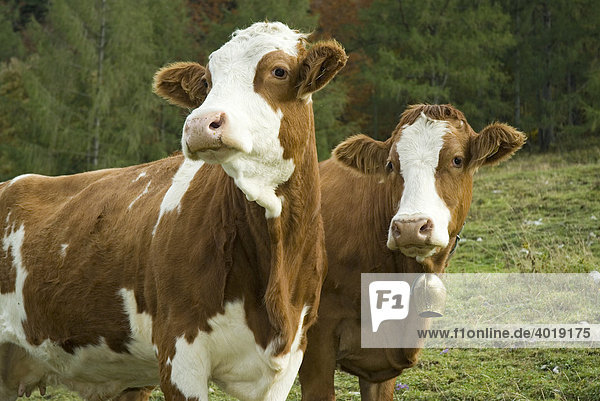 Kühe auf der Weide  Reichraming  Oberösterreich  Österreich  Europa