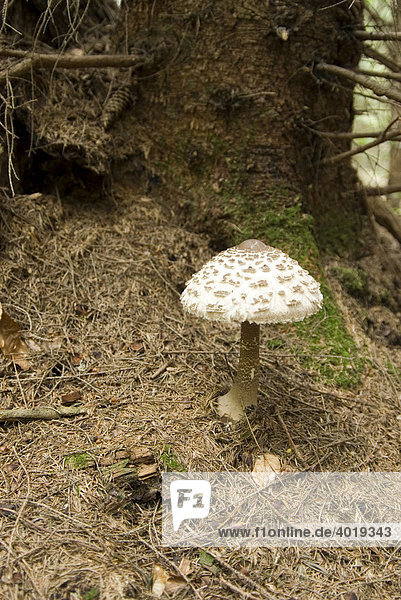 Parasolpilz (Macrolepiota procera)  Nationalpark Kalkalpen  Oberösterreich  Österreich  Europa