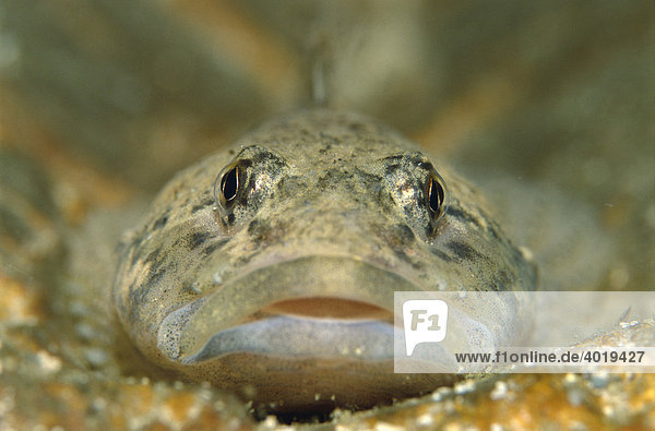 Groppe  Mühlkoppe (Cottus gobio)  Kastenreith  Oberösterreich  Österreich  Europa
