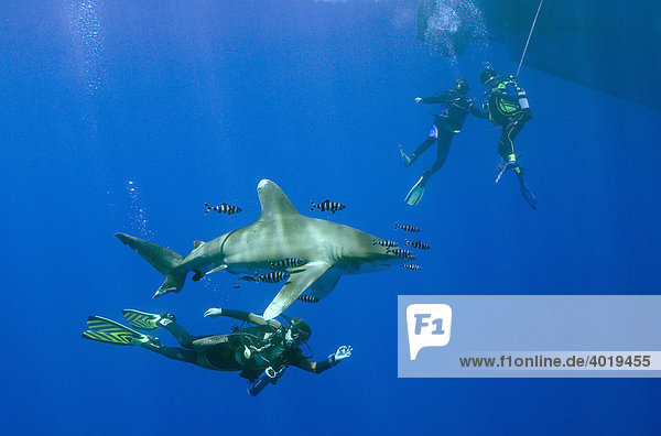 Drei Taucher mit Weißspitzen-Hochseehai (Carcharhinus longimanus)  Rotes Meer  Ägypten  Afrika