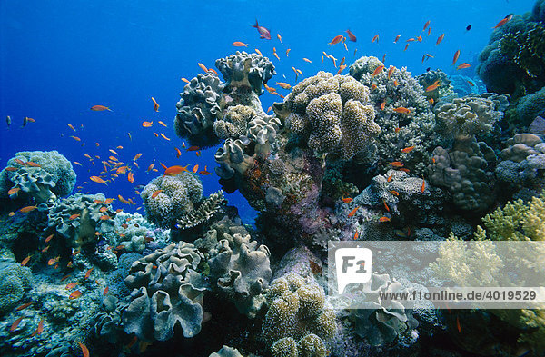 Korallenstock  Rotes Meer  Ägypten  Afrika