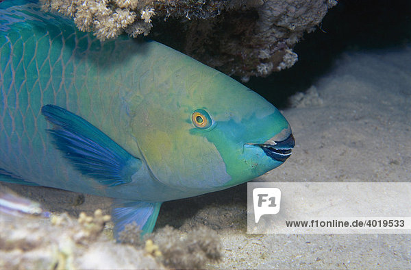 Papageifisch (Scaridae)  Rotes Meer  Ägypten  Afrika