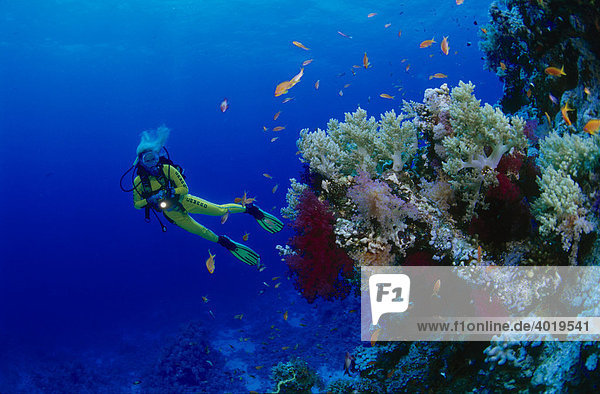 Female scuba diving observing fauna and flora in the Red Sea  Egypt  Africa