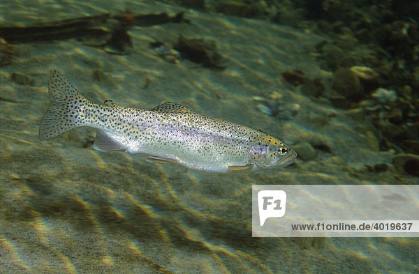 Regenbogenforelle (Oncorhynchus mykiss)