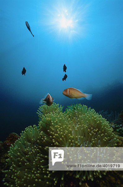 Zwei Clownfische (Amphiprioninae) mit ihrer Prachtanemone (Heteractis magnifica) in der Sonne  Thulamben  Bali  Indonesien  Südostasien
