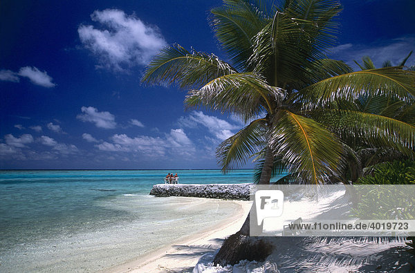 Palme am Strand einer Insel  Summer Island Village  Nord-Male-Atoll  Malediven  Indischer Ozean