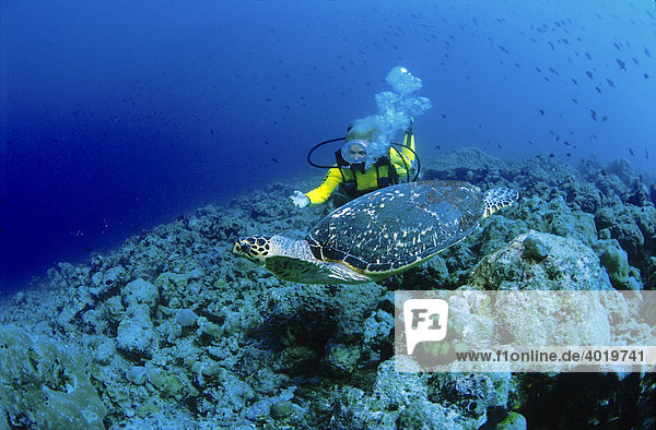 Scuba diver encountering a sea turtle  North Male Atoll  Maldives  Indian Ocean