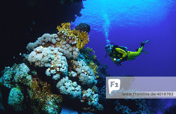 Scuba diver in yellow wet suit next to a coral outcrop  Red Sea  Egypt  Africa