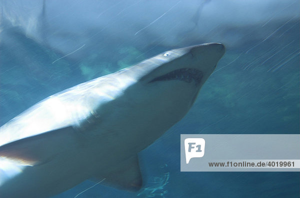 Actionaufnahme eines Hais (Selachii) mit durch Bewegung und Kameraschwenk ausgelöster Unschärfe