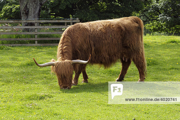Scottish Highland Cattle grazing on a pasture  Scotland  Great Britain  Europe