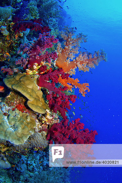 Unterwasserlandschaft bei Shaab Shouna  Rotes Meer  Ägypten  Afrika