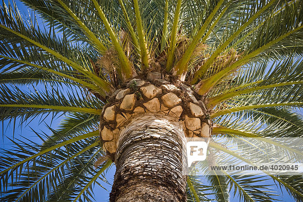 Mediterraner Palmenwipfel