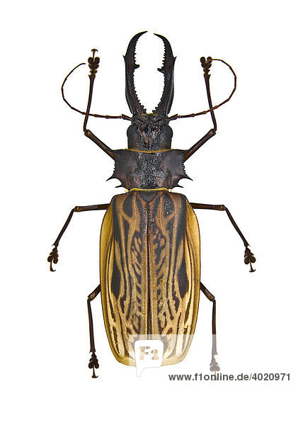 Bockkäfer (Cerambycidae)