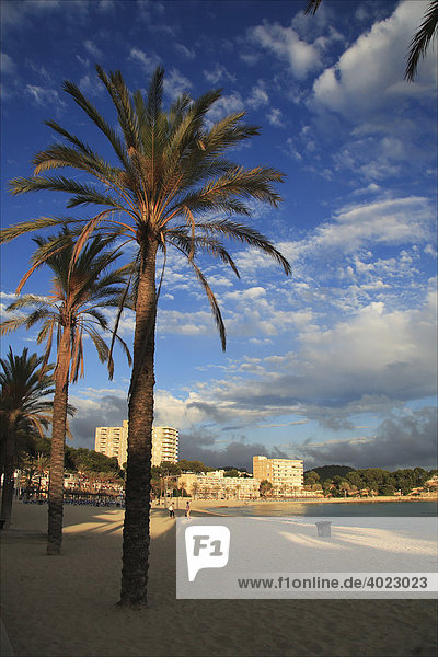 Strand mit Palmen in Peguera  Abendsonne  Mallorca  Balearen  Spanien  Europa