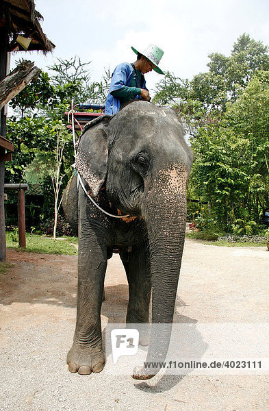 Elephant with guide  Elephant Village  Damnoen Saduak Floating Market  river market  Bangkok  Thailand  Asia