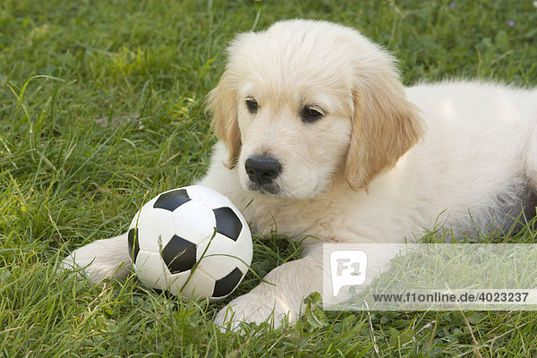 Golden Retriever puppy with soccer ball