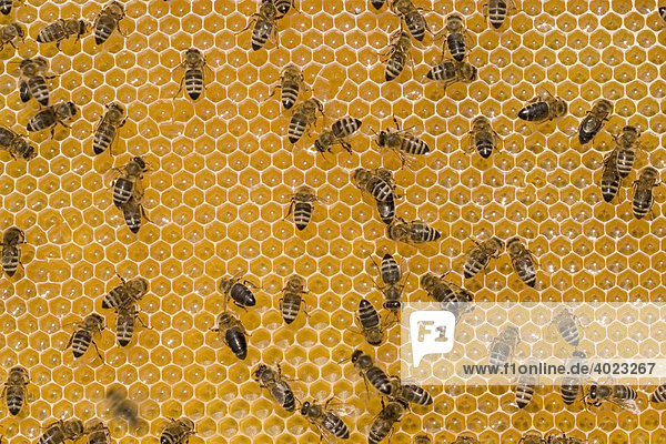 Honigbienen (Apis mellifera) auf Wabe