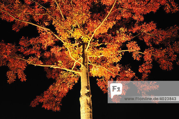 Beleuchteter Ahornbaum (Acer platanoides)