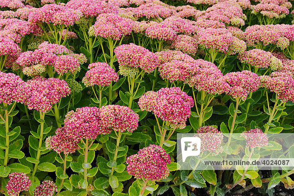 Blumixx Stauden Sedum ‚Herbstfreude‘ – Hohe Fetthenne, Braunrote Blüten, Winterhart, 9er Topf