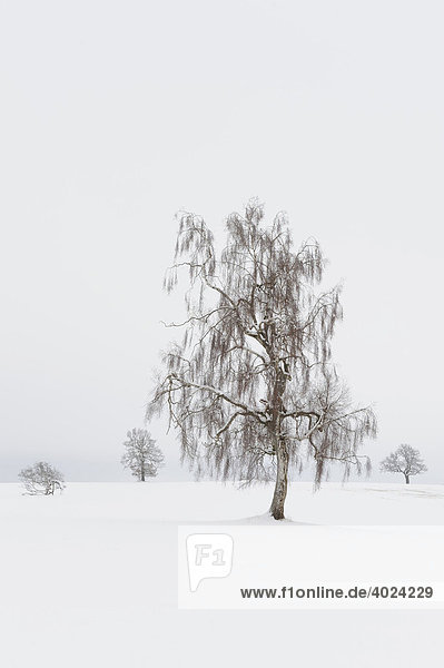 European White Birch (Betula pubescens) winter landscape Swabian Alb Baden-Wuerttemberg Germany Europe