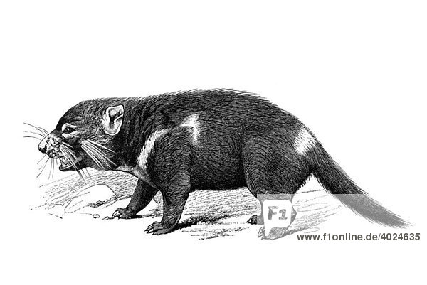 Holzschnitt  Beutelteufel  Tasmanischer Teufel (Sarcophilus harrisii)