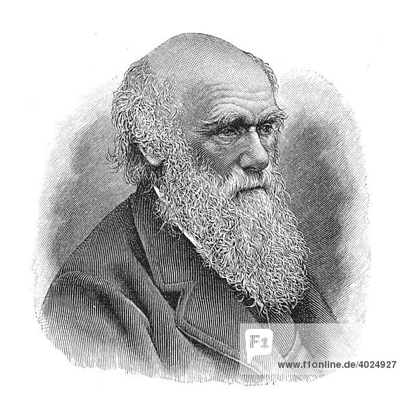 Holzschnitt  Charles Robert Darwin  Portrait