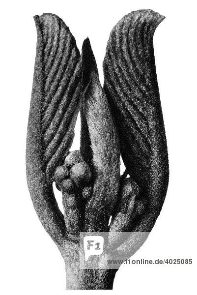 Historische Aufnahme  Amerikanischer Faulbaum (Rhamnus purshiana)  Kreuzdorngewächs  Buck thorn  aus: Karl Blossfeldt  Urformen der Kunst