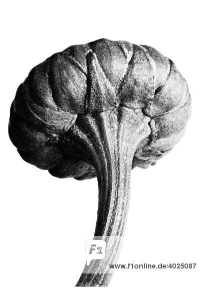 Historische Aufnahme  Wiesen-Margerite oder Gemeine Wucherblume (Leucanthemum vulgare)  aus: Karl Blossfeldt  Urformen der Kunst
