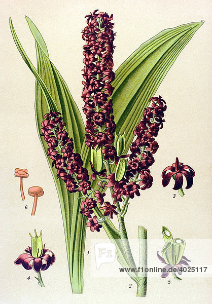 Historische Illustration  Schwarzer Germer (Veratrum nigrum)  Giftpflanze
