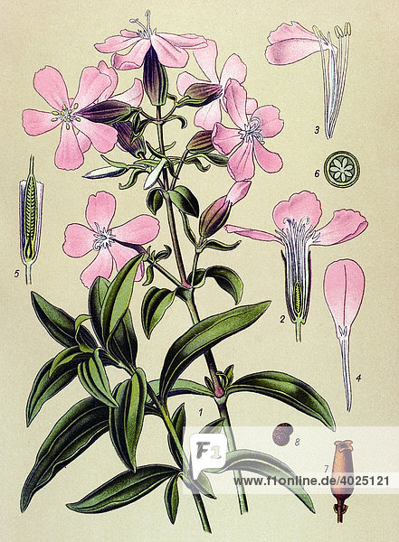 Historische Illustration  Gewöhnliches Seifenkraut (Saponaria officinalis)  Naturmedizin  Giftpflanze  Heilpflanze