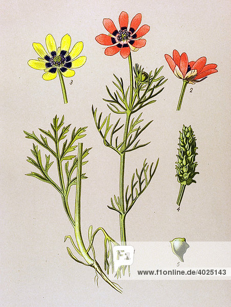 Historische Illustration  Sommer-Adonis  Sommer-Adonisröschen (Adonis aestivalis)  Giftpflanze  Heilpflanze