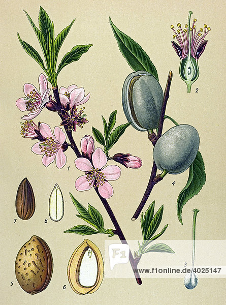 Historische Illustration  Bitter-Mandel  Amygdalus communis  Amygdalin
