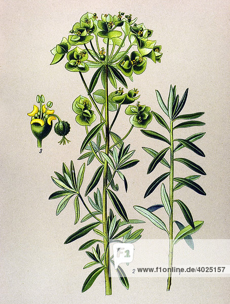 Historische Illustration Garten Wolfsmilch Euphorbia Peplus