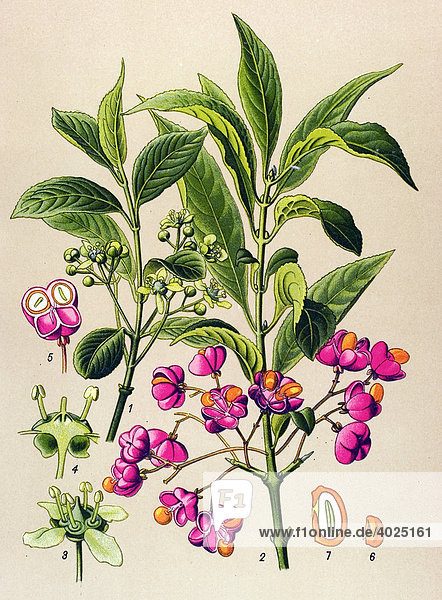 Historische Illustration  Europäisches Pfaffenhütchen (Euonymus europaeus)  Giftpflanze