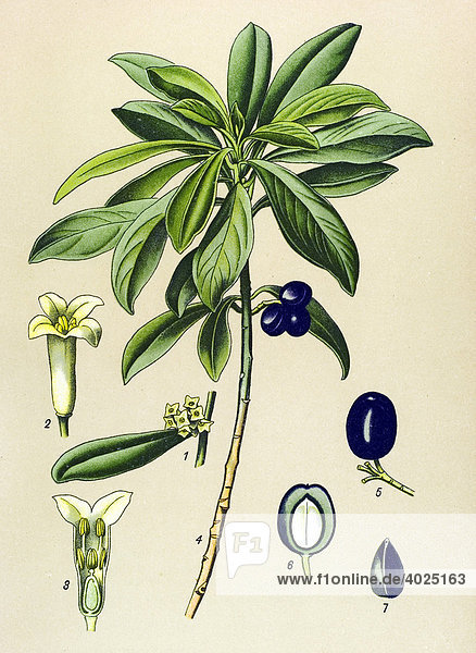 Historische Illustration  Lorberrblättriger Kellerhals  Lorbeer-Seidelbast (Daphne laureola)  Giftpflanze