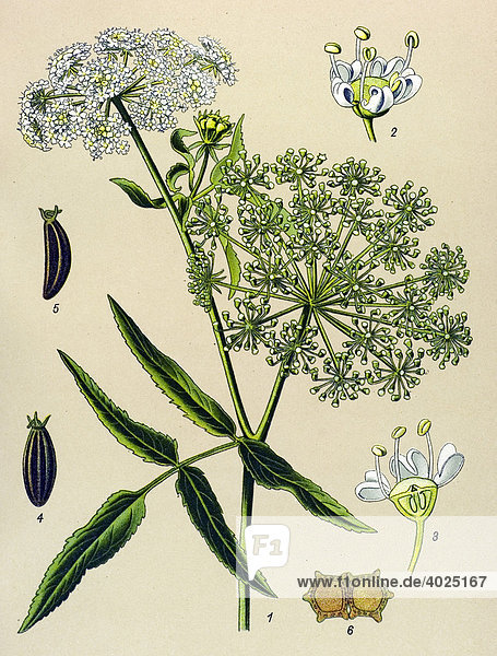 Historische Illustration  Breitblättriger Merk (Sium latifolium)  Giftpflanze