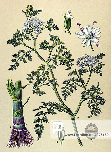 Historische Illustration  Großer Wasserfenchel (Oenanthe aquatica)  Giftpflanze  Heilpflanze