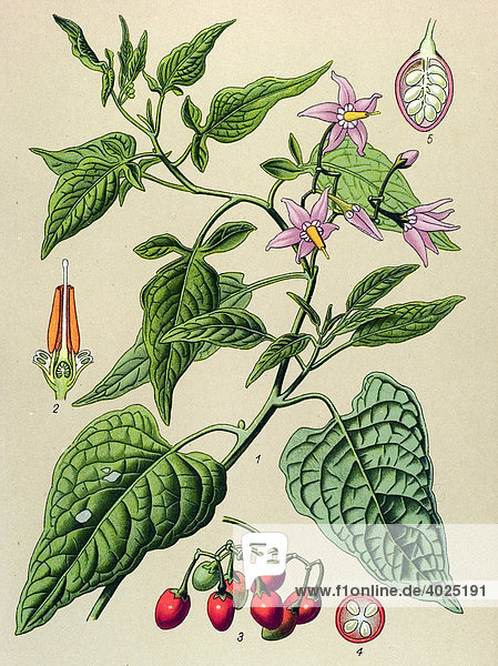 Historische Illustration  Bittersüß  Bittersüßer Nachtschatten (Solanum dulcamara)  Giftpflanze  Heilpflanze