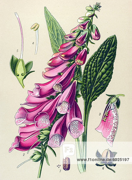 Historische Illustration  Roter Fingerhut (Digitalis purpurea)  Giftpflanze  Heilpflanze