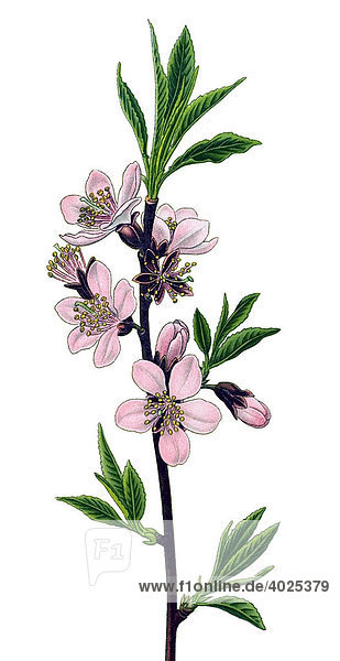 Historical illustration  Bitter Almond (Amygdalus communis)  poisonous plant