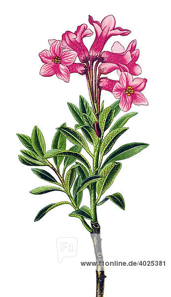 Historical illustration  Hairy Alpine rose (Rhododendron hirsutum)  poisonous plant