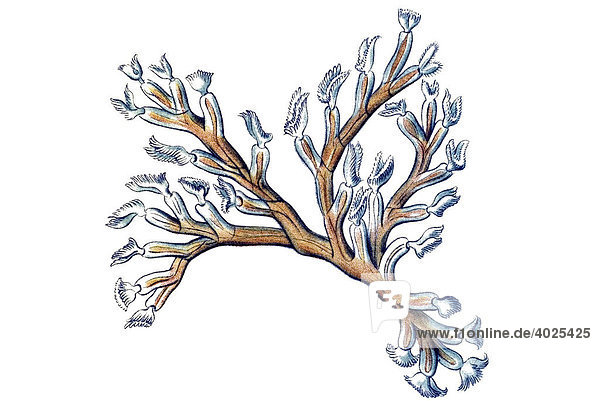 Historische Illustration  Titel Bryozoa / Moostiere  Name Cristatella  7/ Plumatella repens  junger Stock  Tafel 23  Ernst Haeckel  Kunstformen der Natur