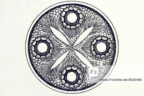 Historische Illustration  Tafel 4  Titel Diatomea  Schatellinge  Name Triceratium  9/ Auliscus crucifer  Ernst Haeckel  Kunstformen der Natur