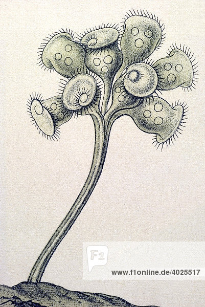 Historische Illustration  Tafel 3  Titel Ciliata  Wimperlinge  Name Stentor  14/ Zoothamnium arbuscula  Fam Vorticelliden  Ernst Haeckel  Kunstformen der Natur